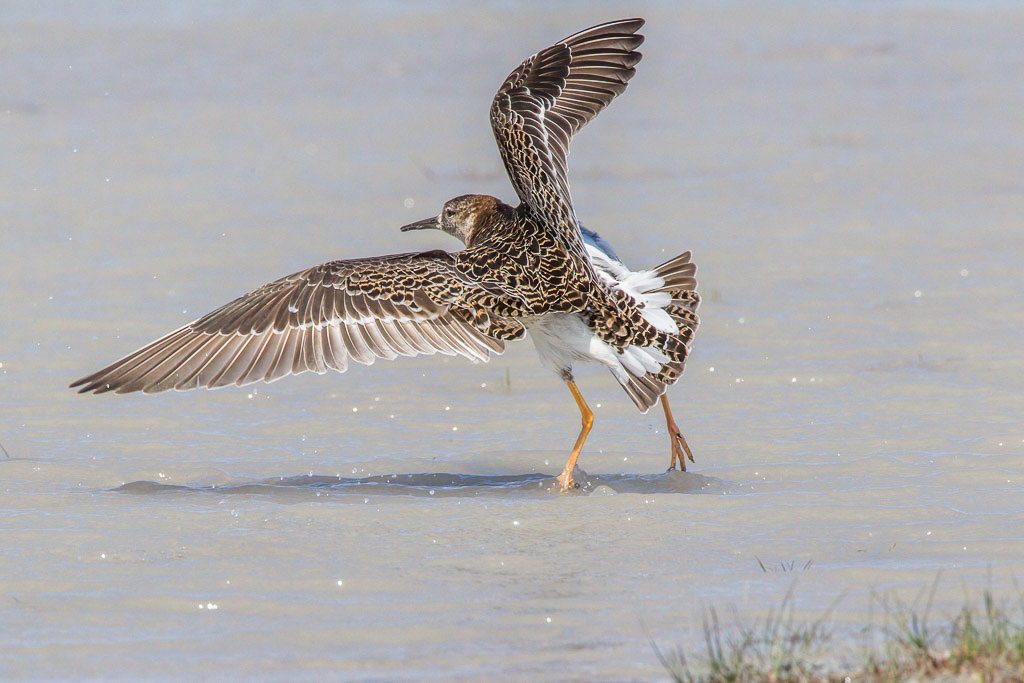 Canon EOS-1D Mark IV - EF600mm f/4L IS USM +1.4x @ 840 mm - 1/1600 Sek. bei f / 14 - ISO 640