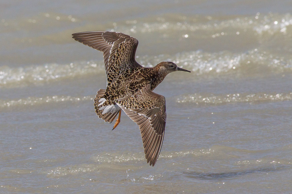 Canon EOS-1D Mark IV - EF600mm f/4L IS USM @ 600 mm - 1/1600 Sek. bei f / 14 - ISO 640