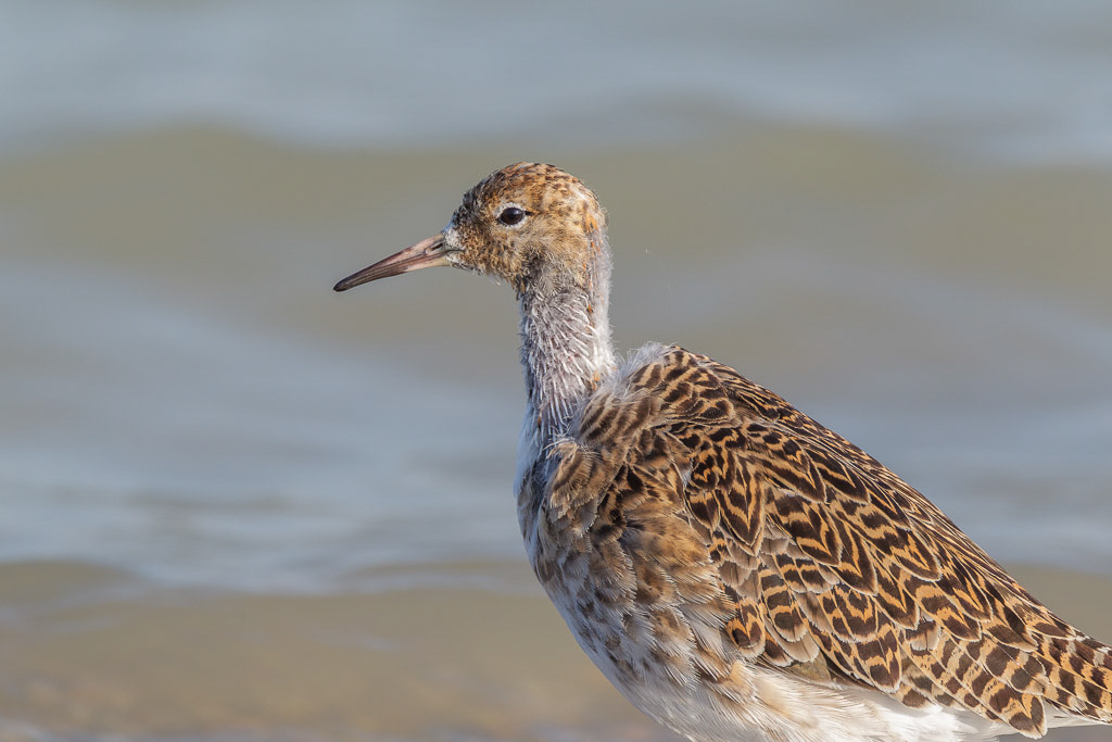 Canon EOS-1D Mark IV - EF600mm f/4L IS USM +1.4x @ 840 mm - 1/320 Sek. bei f / 8,0 - ISO 200