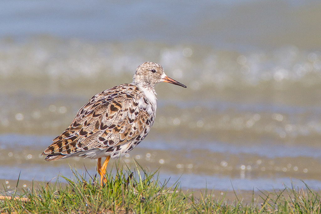 Canon EOS-1D Mark IV - EF600mm f/4L IS USM +1.4x @ 840 mm - 1/1600 Sek. bei f / 8,0 - ISO 400