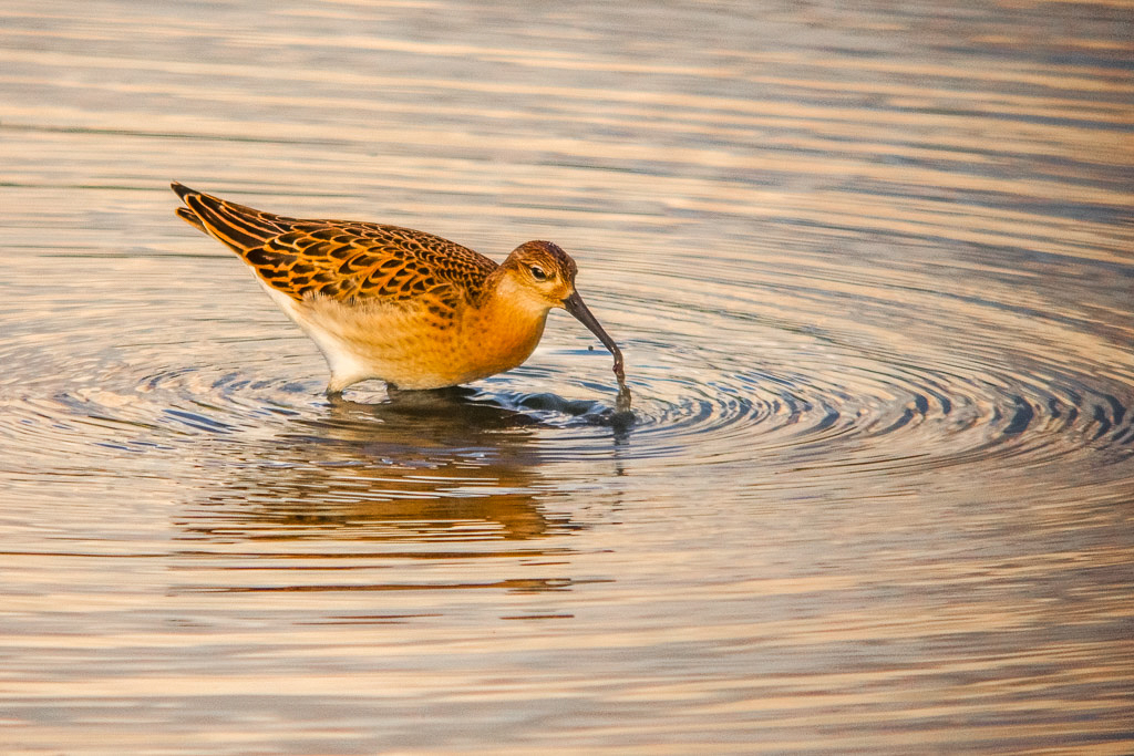 E-M5 - OLYMPUS M.12-50mm F3.5-6.3 @ 34 mm - 1/400 Sek. bei f / 7,1 - ISO 800