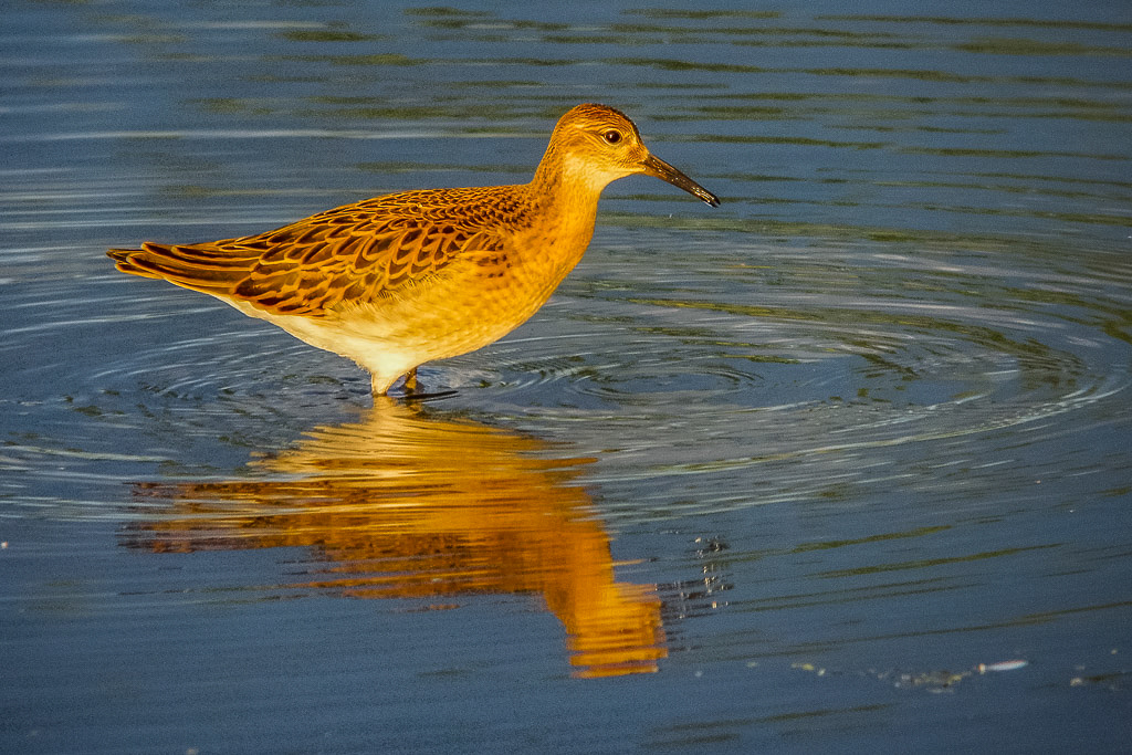 E-M5 - OLYMPUS M.12-50mm F3.5-6.3 @ 34 mm - 1/320 Sek. bei f / 7,1 - ISO 800