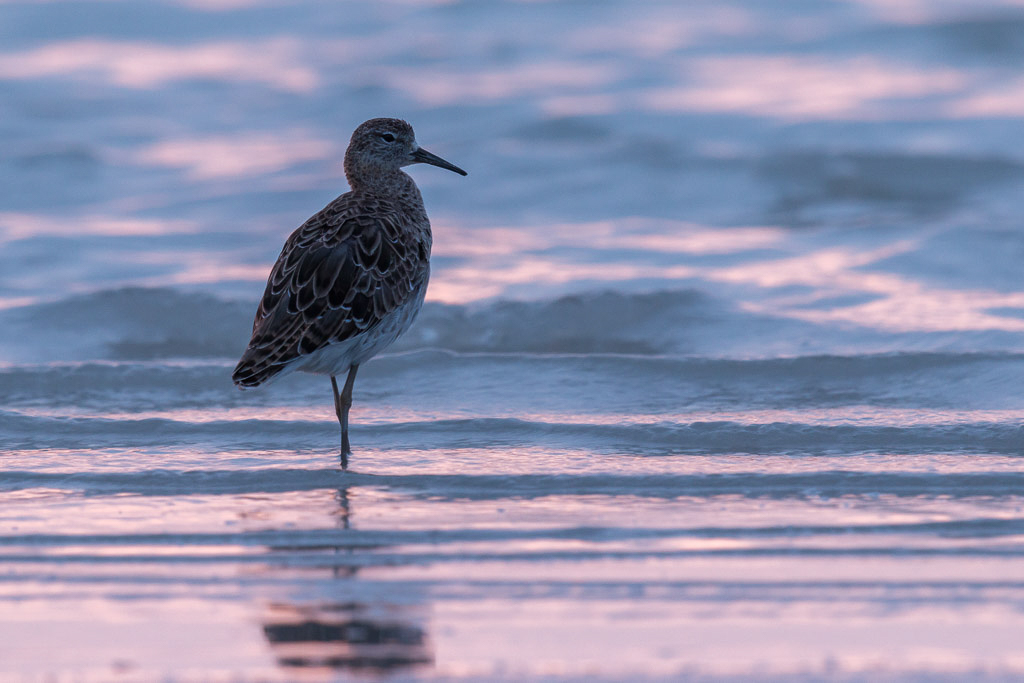 Canon EOS 70D - EF600mm f/4L IS II USM +1.4x III @ 840 mm - 1/30 Sek. bei f / 6,3 - ISO 400