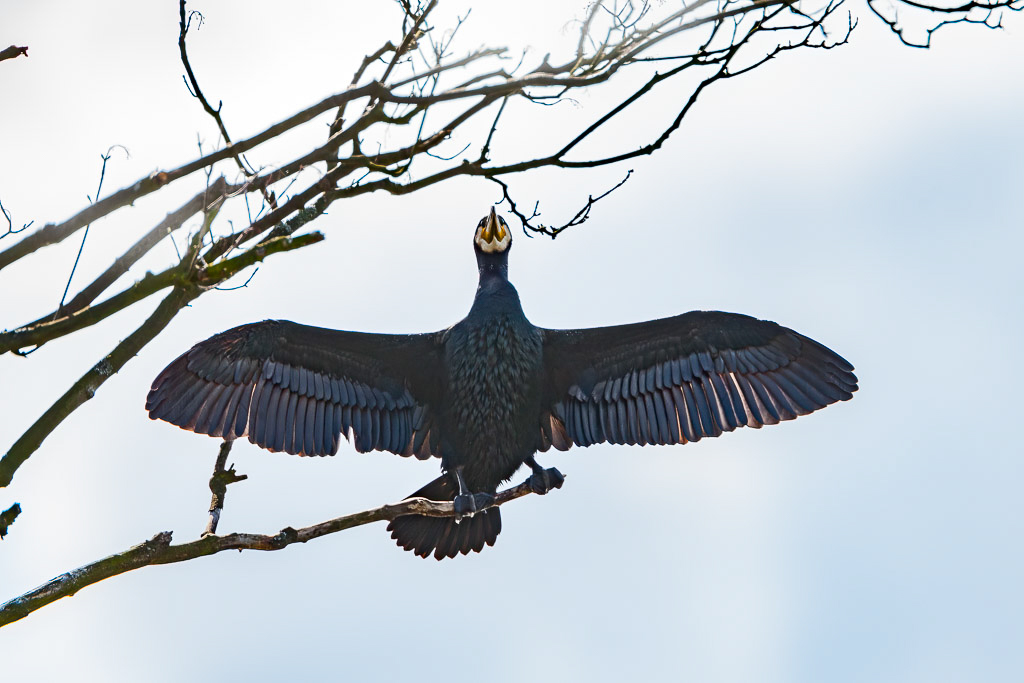 Canon EOS-1D Mark III - EF500mm f/4L IS USM +1.4x @ 700 mm - 1/500 Sek. bei f / 5,6 - ISO 320