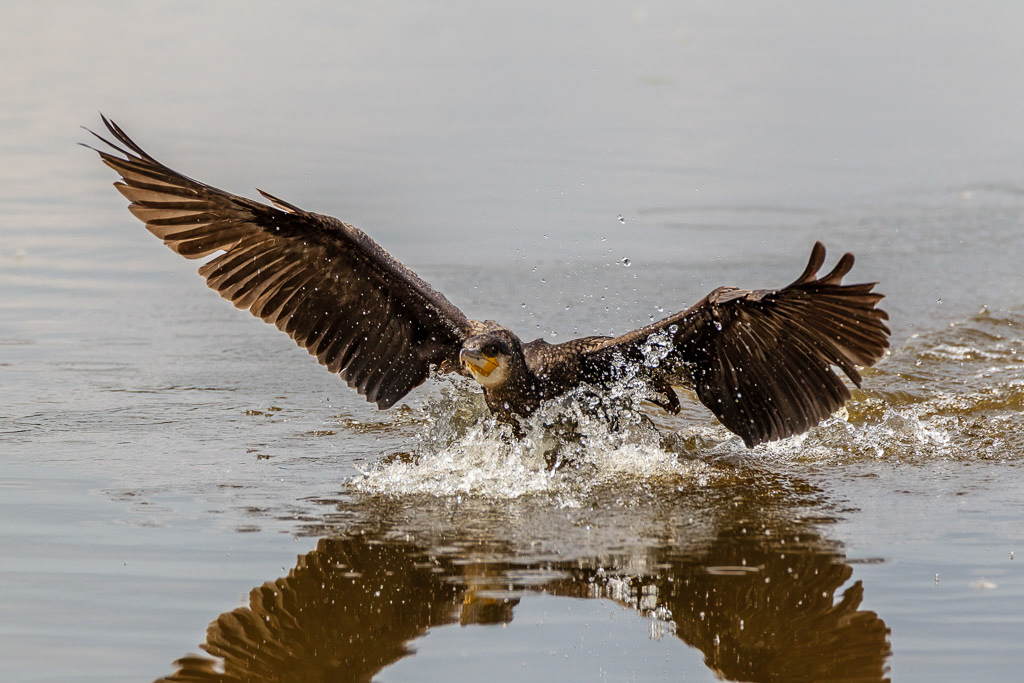 Canon EOS-1D Mark IV - EF600mm f/4L IS USM +1.4x @ 840 mm - 1/3200 Sek. bei f / 8,0 - ISO 800