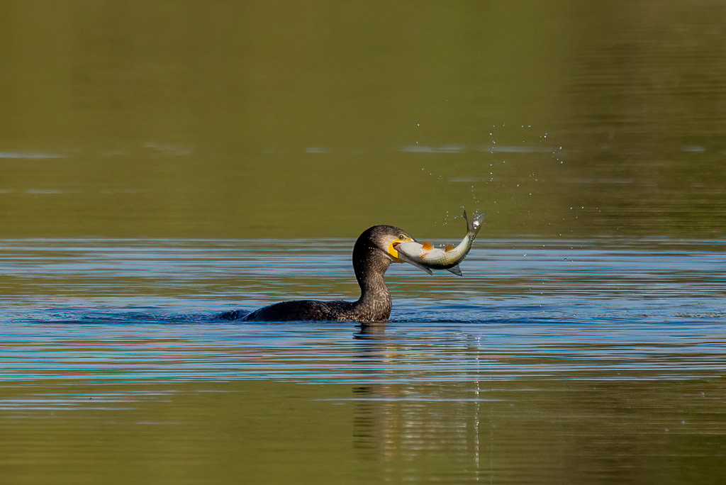 Canon EOS R5 - RF100-500mm F4.5-7.1 L IS USM + EXTENDER RF1.4x @ 700 mm - 1/1600 Sek. bei f / 10 - ISO 1000