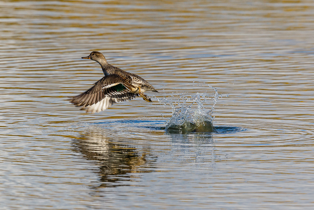 Canon EOS-1D Mark IV - EF600mm f/4L IS II USM +1.4x - 1/1600 Sek. bei f / 8,0 - ISO 400