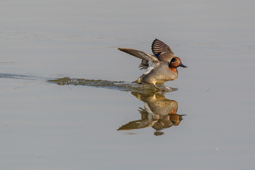 Canon EOS-1D Mark IV - EF600mm f/4L IS II USM +1.4x - 1/1250 Sek. bei f / 8,0 - ISO 400