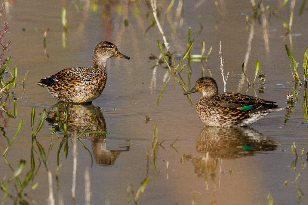 Canon EOS 70D - EF600mm f/4L IS II USM +1.4x III - 1/2000 Sek. bei f / 5,6 - ISO 400