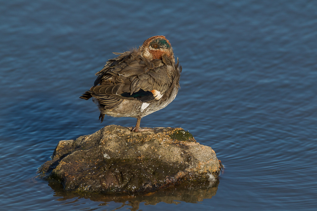 Canon EOS-1D Mark IV - EF600mm f/4L IS USM +1.4x - 1/1250 Sek. bei f / 6,3 - ISO 400