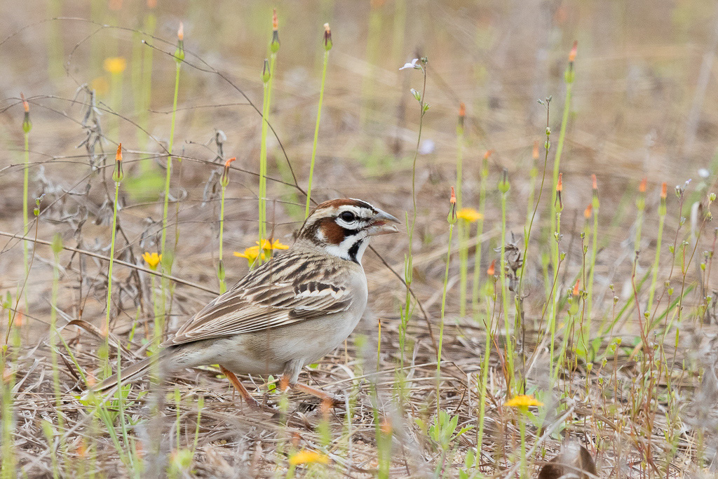 Canon EOS 7D Mark II - EF600mm f/4L IS II USM @ 600 mm - 1/800 Sek. bei f / 9.0 - ISO 800
