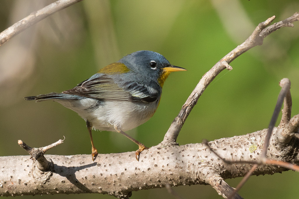Canon EOS 7D Mark II - EF600mm f/4L IS II USM +1.4x III @ 840 mm - 1/800 Sek. bei f / 7.1 - ISO 400