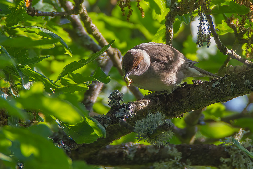 Canon EOS-1D Mark IV - EF600mm f/4L IS USM +1.4x @ 840 mm - 1/250 Sek. bei f / 6,3 - ISO 400