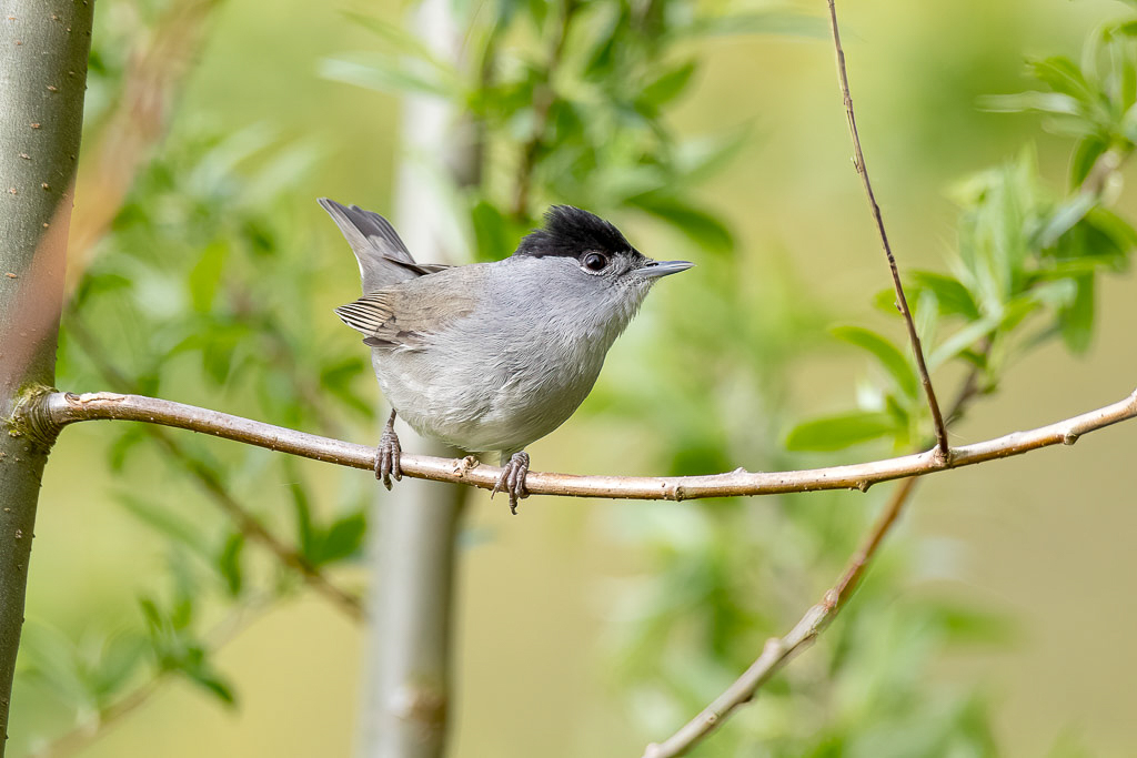 Canon EOS-1D X Mark II - 60-600mm F4.5-6.3 DG OS HSM | Sports 018 +1.4x @ 840 mm - 1/500 Sek. bei f / 9,0 - ISO 4000
