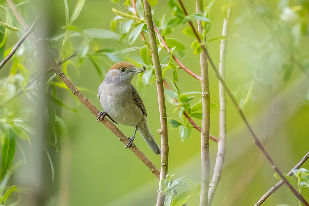 Canon EOS-1D X Mark II - 60-600mm F4.5-6.3 DG OS HSM | Sports 018 +1.4x @ 840 mm - 1/1000 Sek. bei f / 9,0 - ISO 4000