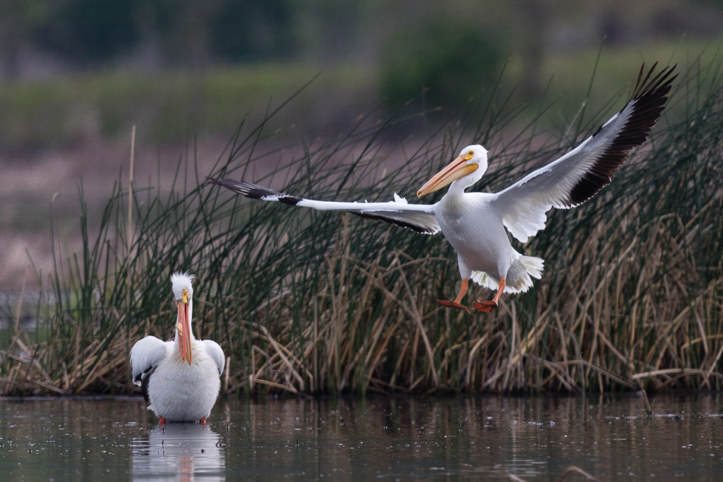 Canon EOS 7D Mark II - EF600mm f/4L IS II USM @ 600 mm - 1/2000 Sek. bei f / 4.0 - ISO 250