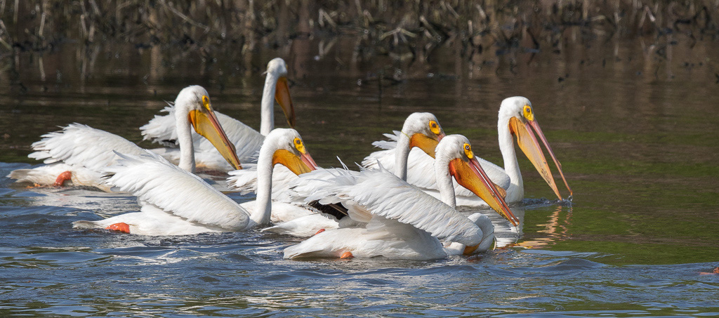 Canon EOS 7D Mark II - EF600mm f/4L IS II USM +1.4x III @ 840 mm - 1/1250 Sek. bei f / 11 - ISO 800