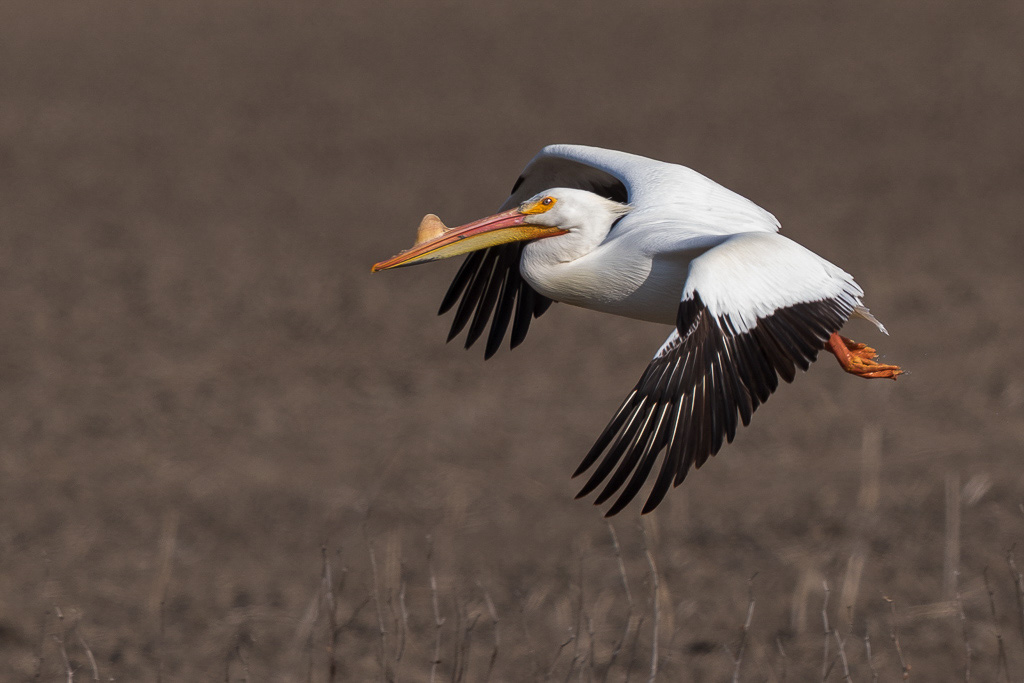 Canon EOS 7D Mark II - EF600mm f/4L IS II USM @ 600 mm - 1/1250 Sek. bei f / 5.0 - ISO 200