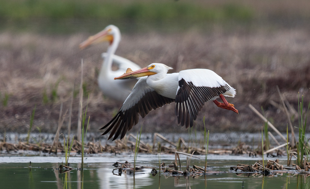 Canon EOS 7D Mark II - EF600mm f/4L IS II USM @ 600 mm - 1/2000 Sek. bei f / 4.0 - ISO 250