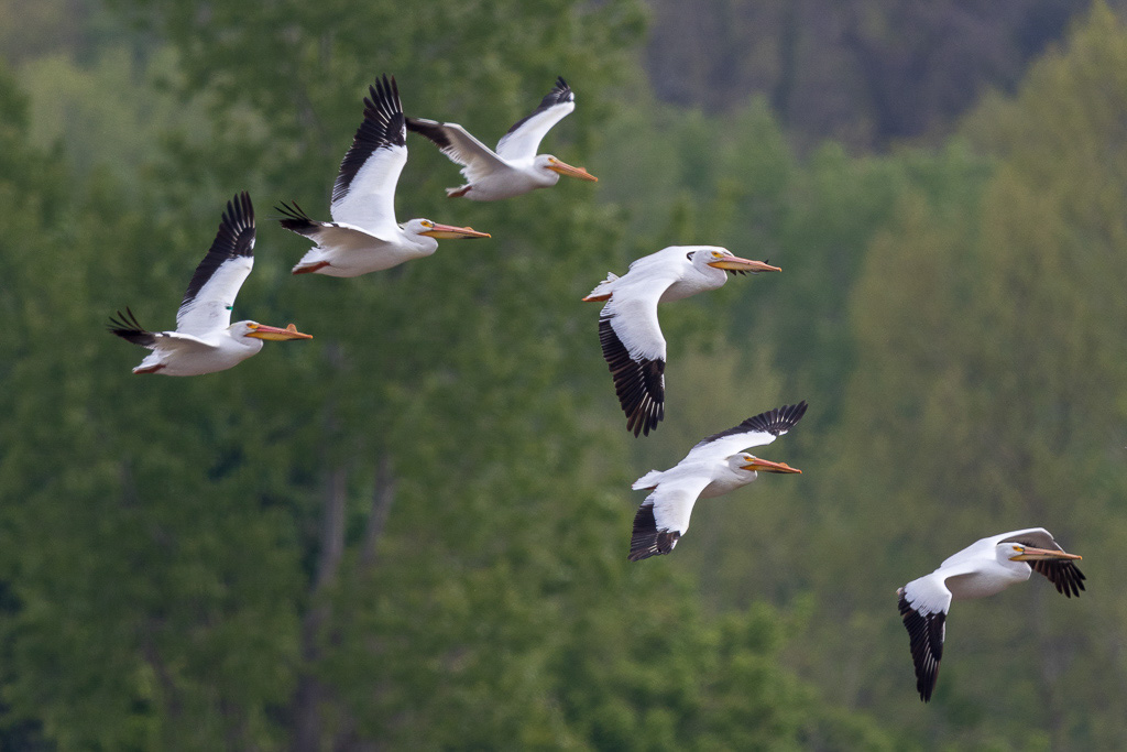 Canon EOS 7D Mark II - EF600mm f/4L IS II USM @ 600 mm - 1/2000 Sek. bei f / 4.0 - ISO 250