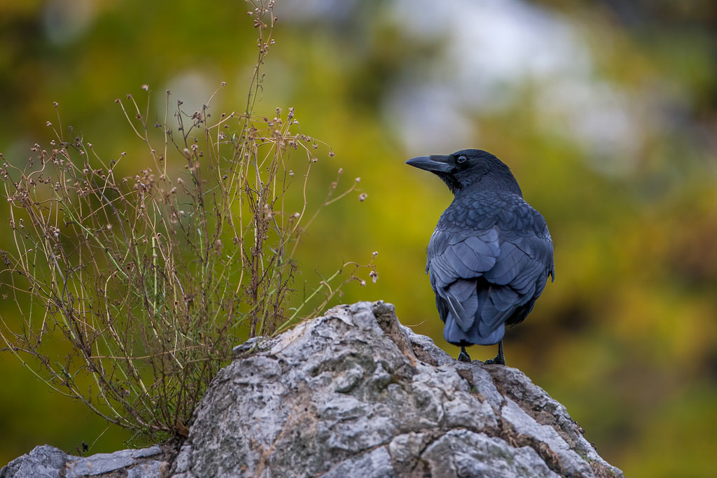 Canon EOS 5D - EF500mm f/4L IS USM @ 500 mm - 1/320 Sek. bei f / 4,0 - ISO 800