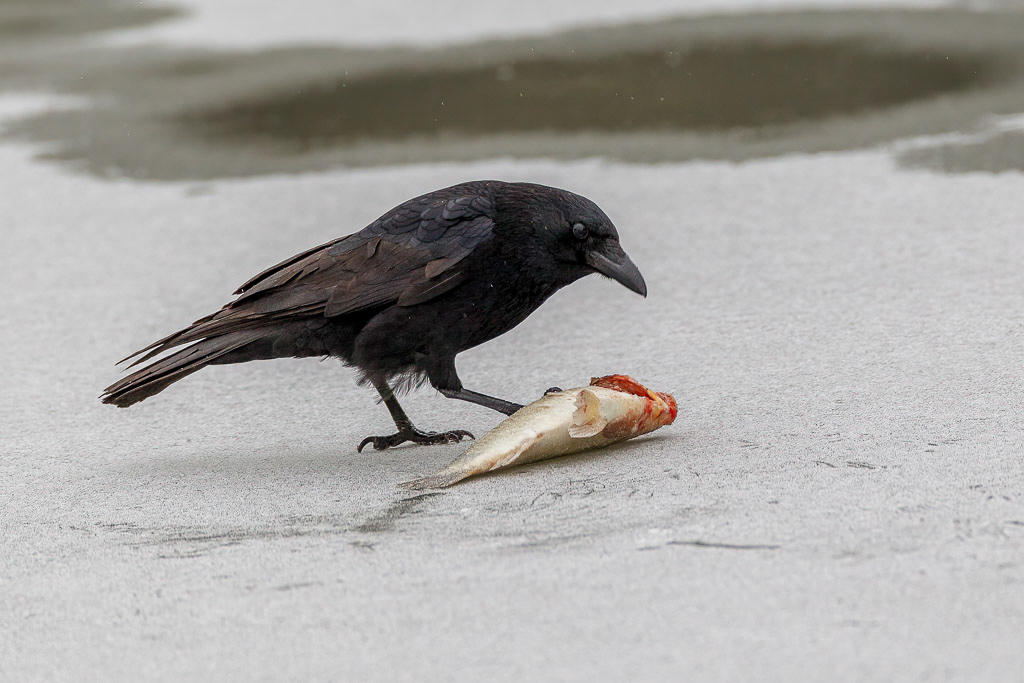 Canon EOS-1D Mark IV - EF600mm f/4L IS USM @ 600 mm - 1/640 Sek. bei f / 5,0 - ISO 800