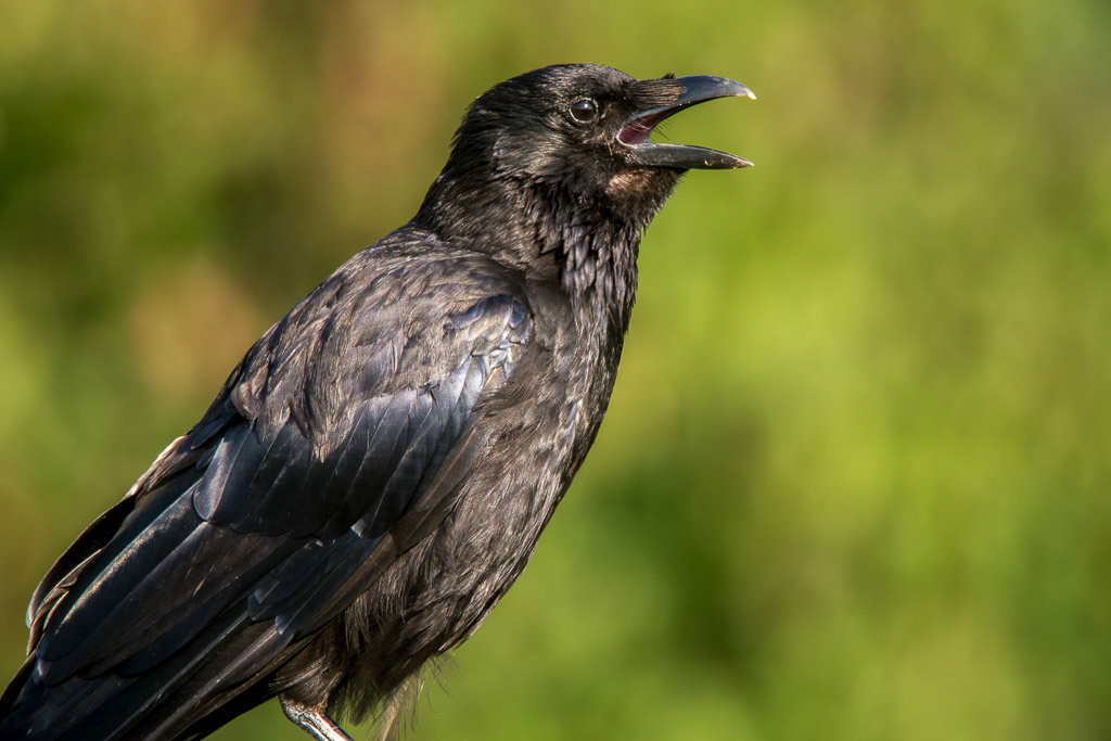 DMC-GH2 - LEICA DG MACRO-ELMARIT 45/F2.8 @ 45 mm - 1/40 Sek. bei f / 2,8 - ISO 200