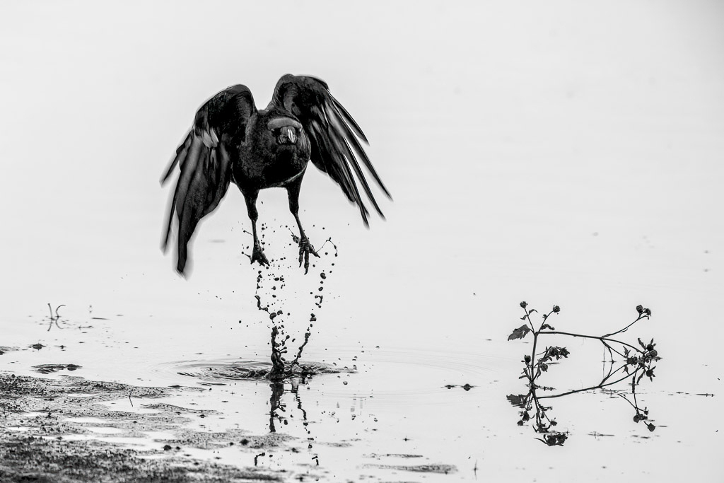 Canon EOS 5D Mark III - EF600mm f/4L IS USM +1.4x @ 840 mm - 1/1000 Sek. bei f / 8,0 - ISO 1600