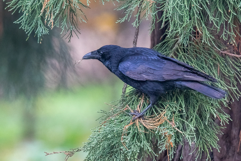 Canon EOS 7D Mark II - EF600mm f/4L IS II USM @ 600 mm - 1/500 Sek. bei f / 4,5 - ISO 2500