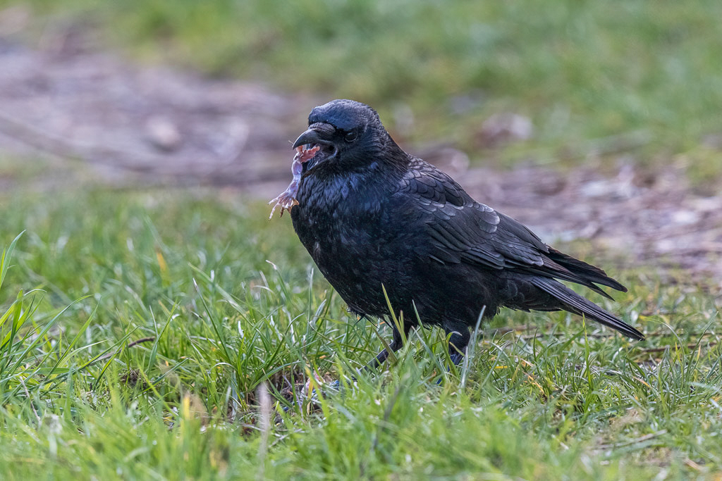 Canon EOS 7D Mark II - EF600mm f/4L IS II USM +1.4x III @ 840 mm - 1/1250 Sek. bei f / 8,0 - ISO 1600