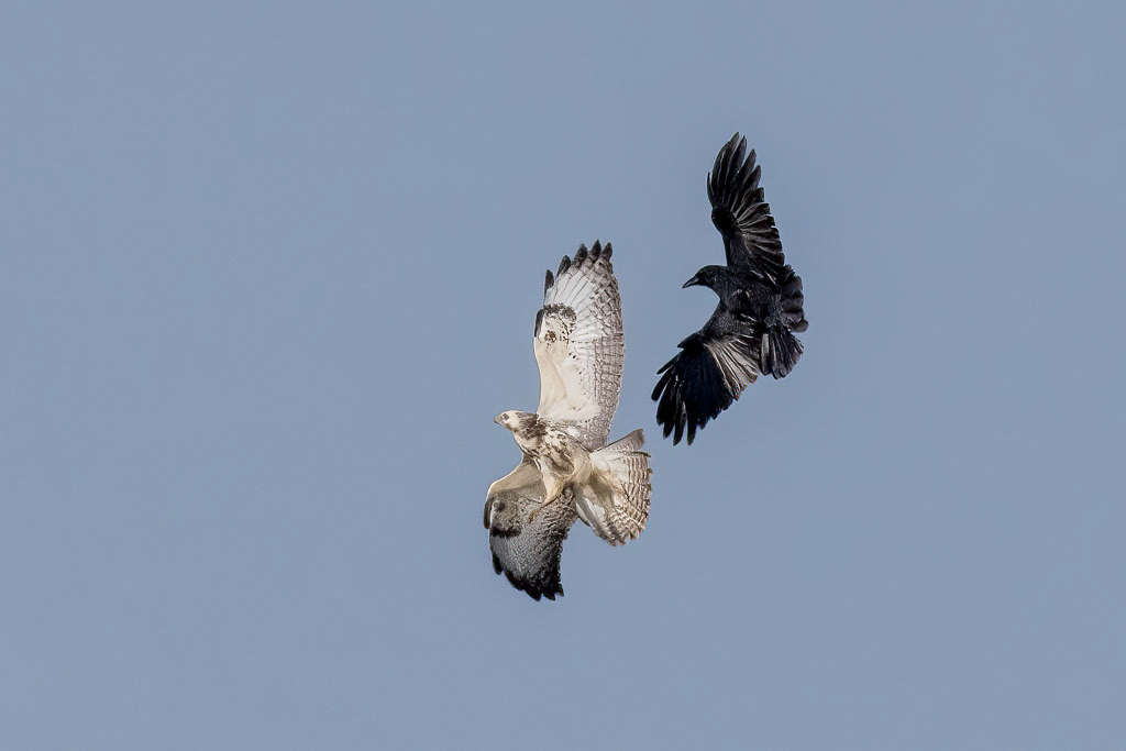 Canon EOS R5 - EF600mm f/4L IS III USM +1.4x III @ 840 mm - 1/1250 Sek. bei f / 25 - ISO 2000