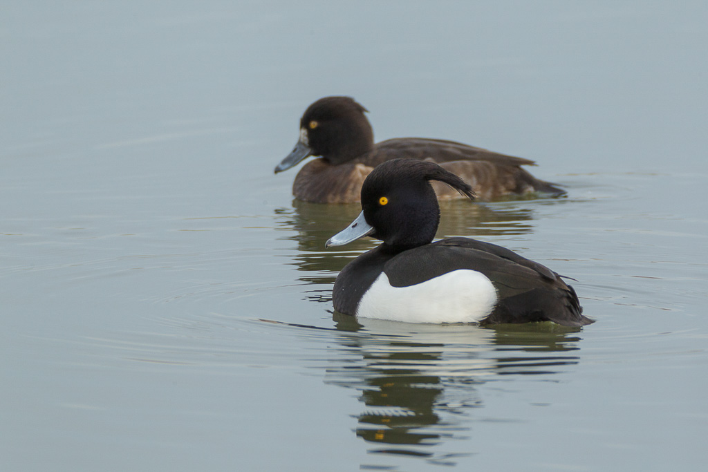 Canon EOS-1D Mark IV - EF600mm f/4L IS USM +2.0x - 1/200 Sek. bei f / 9,0 - ISO 400