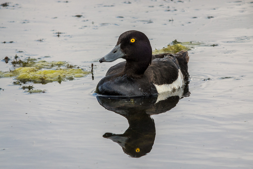 NEX-7 - E 50mm F1.8 OSS - 1/200 Sek. bei f / 3,5 - ISO 400