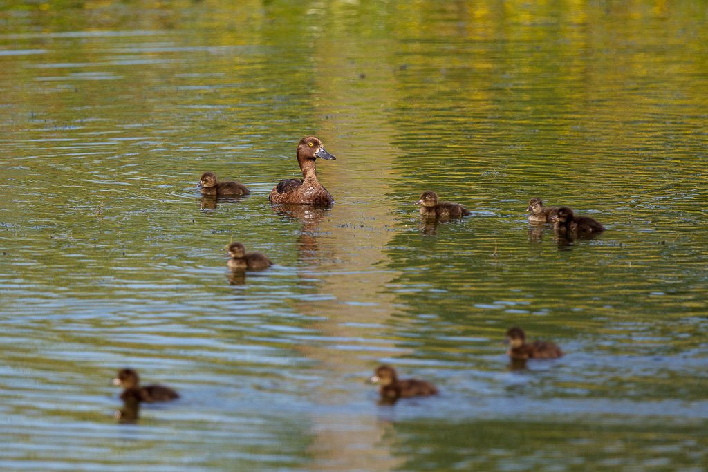 Canon EOS-1D Mark IV - EF600mm f/4L IS II USM +1.4x - 1/1600 Sek. bei f / 5,6 - ISO 400