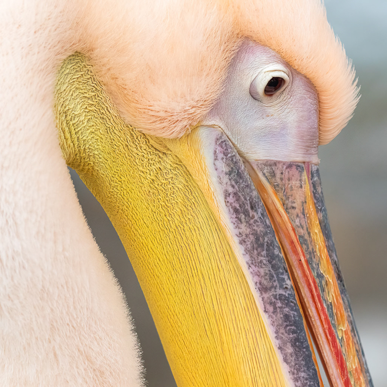 Canon EOS 7D Mark II - EF600mm f/4L IS II USM @ 600 mm - 1/1250 Sek. bei f / 4,5 - ISO 1000