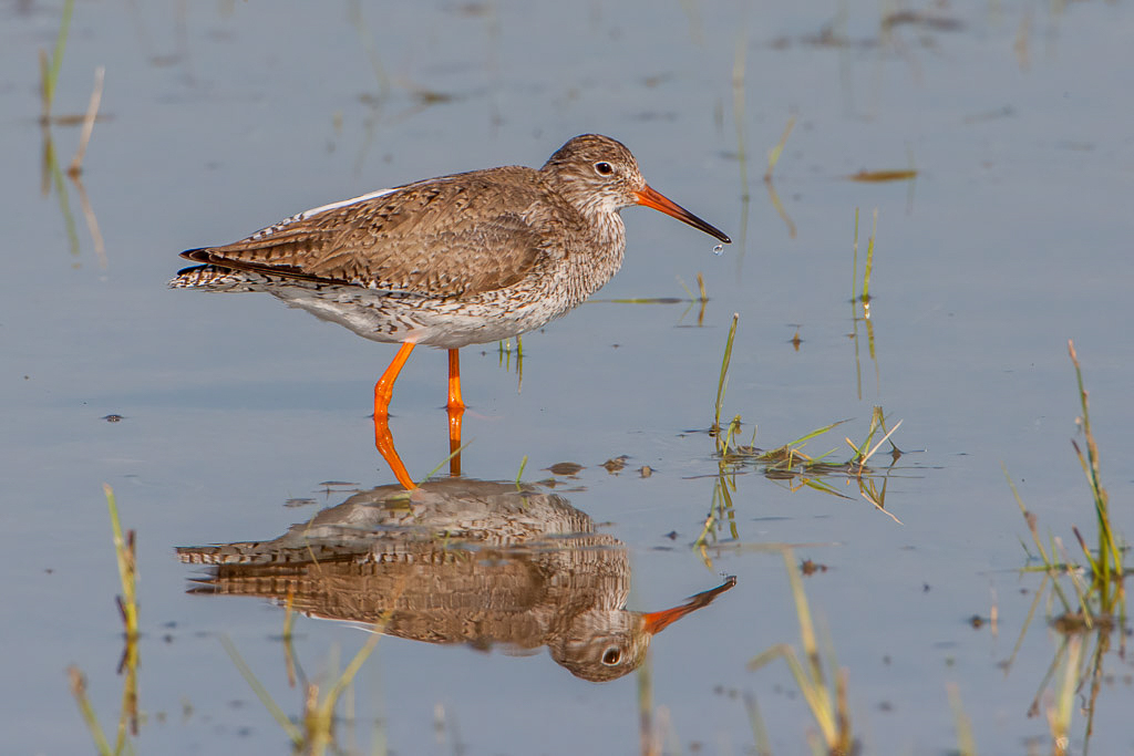 Canon EOS-1D Mark III - EF500mm f/4L IS USM +2.0x @ 1000 mm - 1/1000 Sek. bei f / 14 - ISO 800