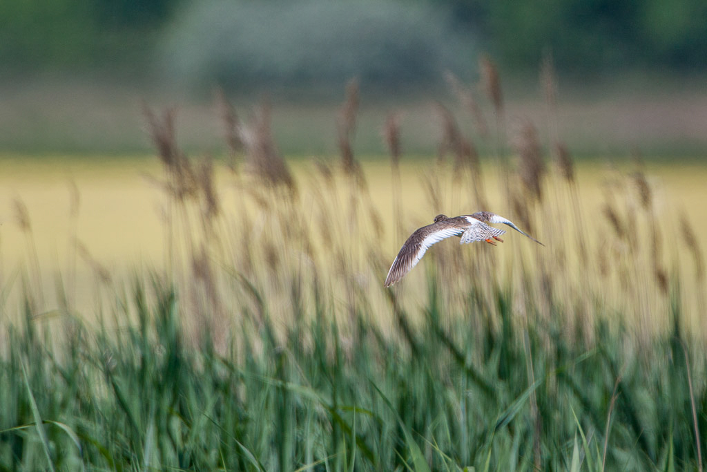Canon EOS-1D Mark III - EF500mm f/4L IS USM +2.0x @ 1000 mm - 1/2000 Sek. bei f / 8,0 - ISO 400
