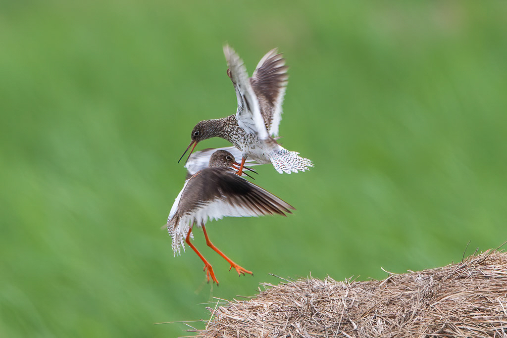 Canon EOS-1D Mark III - EF500mm f/4L IS USM +1.4x @ 700 mm - 1/640 Sek. bei f / 8,0 - ISO 500