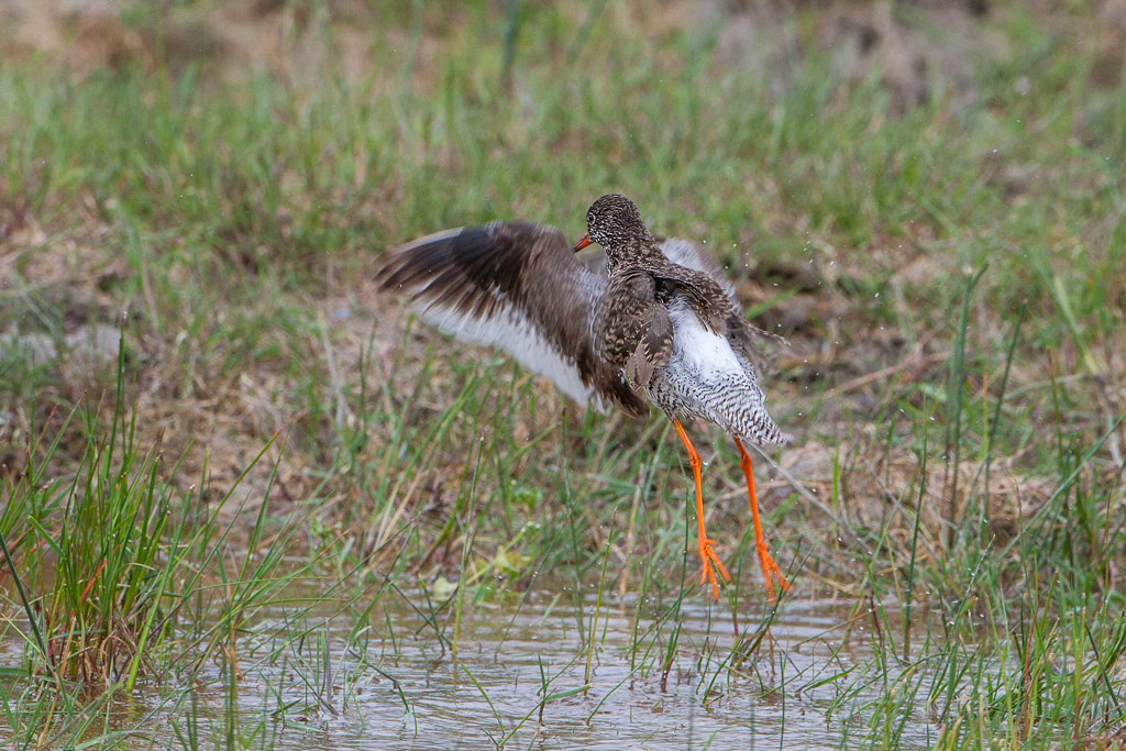 Canon EOS-1D Mark III - EF500mm f/4L IS USM @ 500 mm - 1/800 Sek. bei f / 8,0 - ISO 500