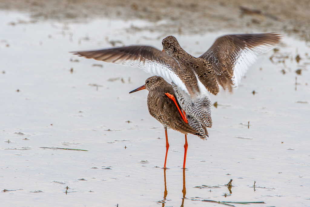 Canon EOS-1D Mark III - EF500mm f/4L IS USM +1.4x @ 700 mm - 1/400 Sek. bei f / 8,0 - ISO 200