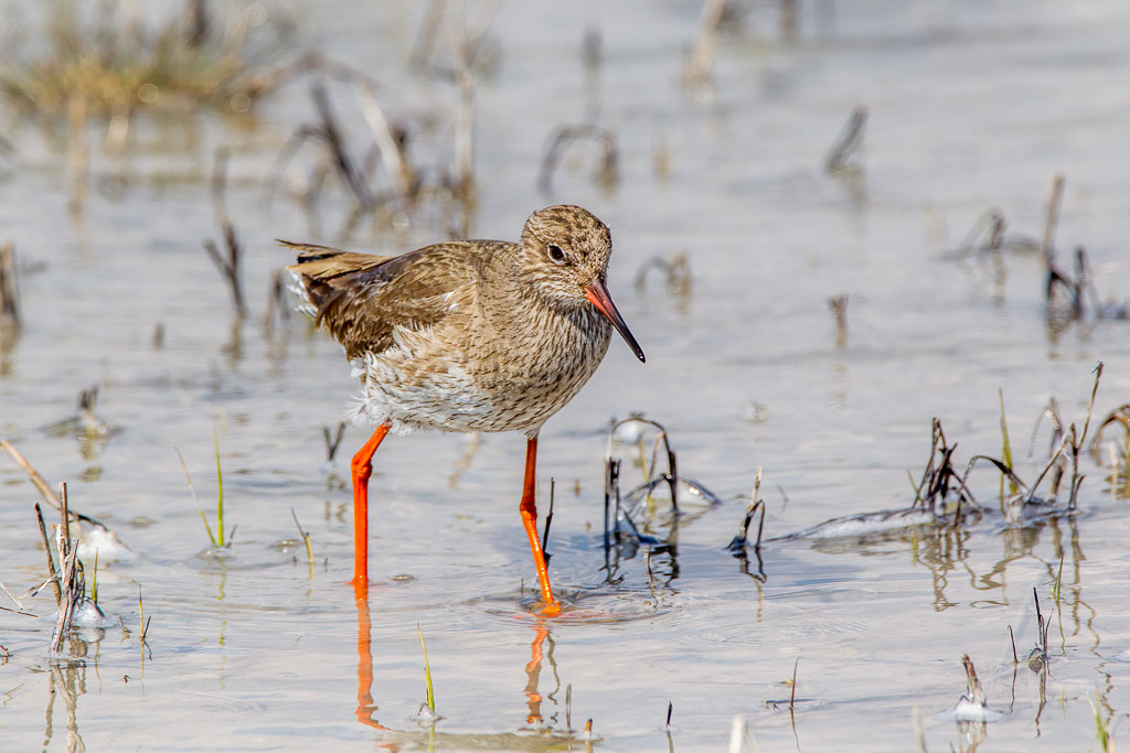 Canon EOS-1D Mark IV - EF600mm f/4L IS USM +1.4x @ 840 mm - 1/1250 Sek. bei f / 11 - ISO 640