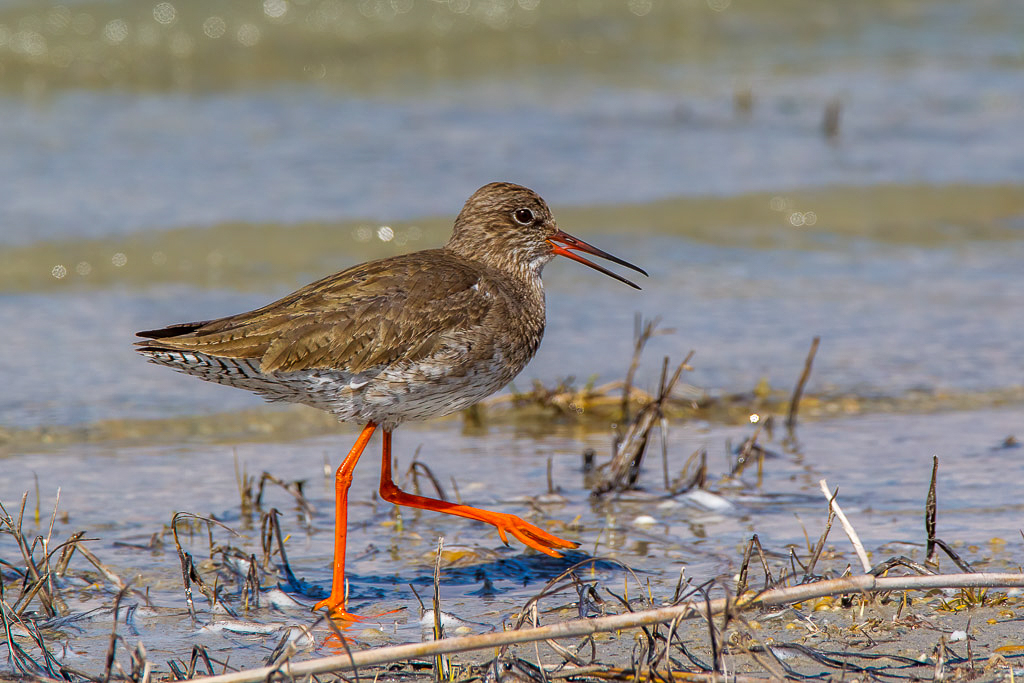 Canon EOS-1D Mark IV - EF600mm f/4L IS USM +1.4x @ 840 mm - 1/1250 Sek. bei f / 11 - ISO 640