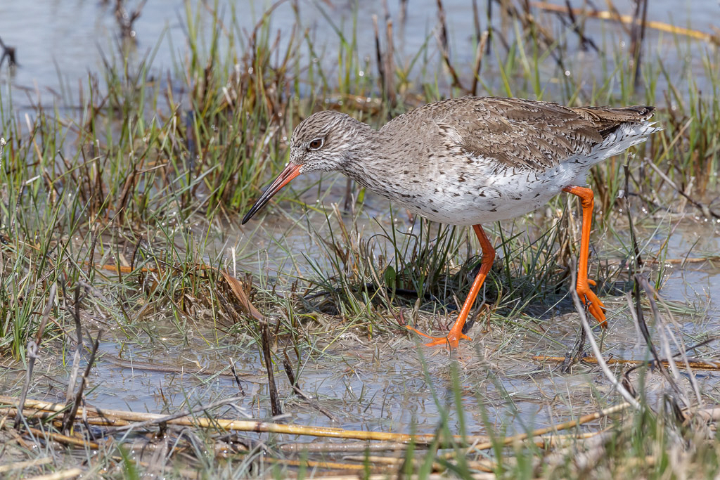 Canon EOS-1D Mark IV - EF600mm f/4L IS USM @ 600 mm - 1/1000 Sek. bei f / 14 - ISO 1000