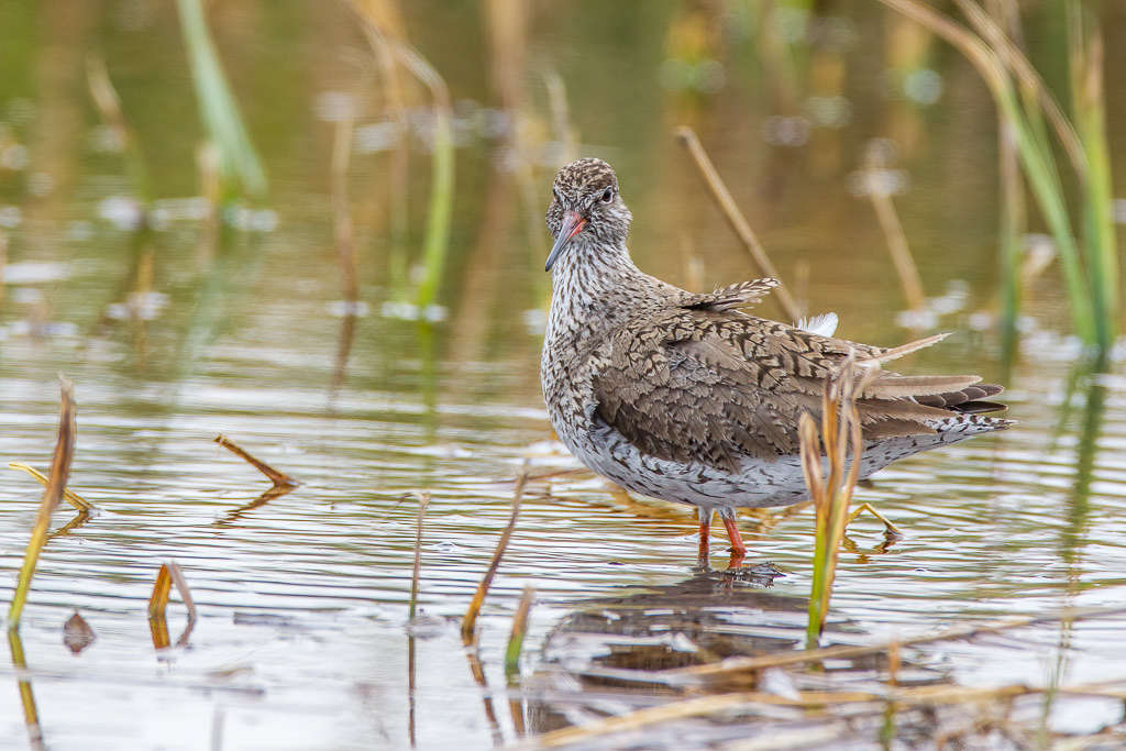 Canon EOS-1D Mark IV - EF600mm f/4L IS USM +1.4x @ 840 mm - 1/640 Sek. bei f / 8,0 - ISO 800