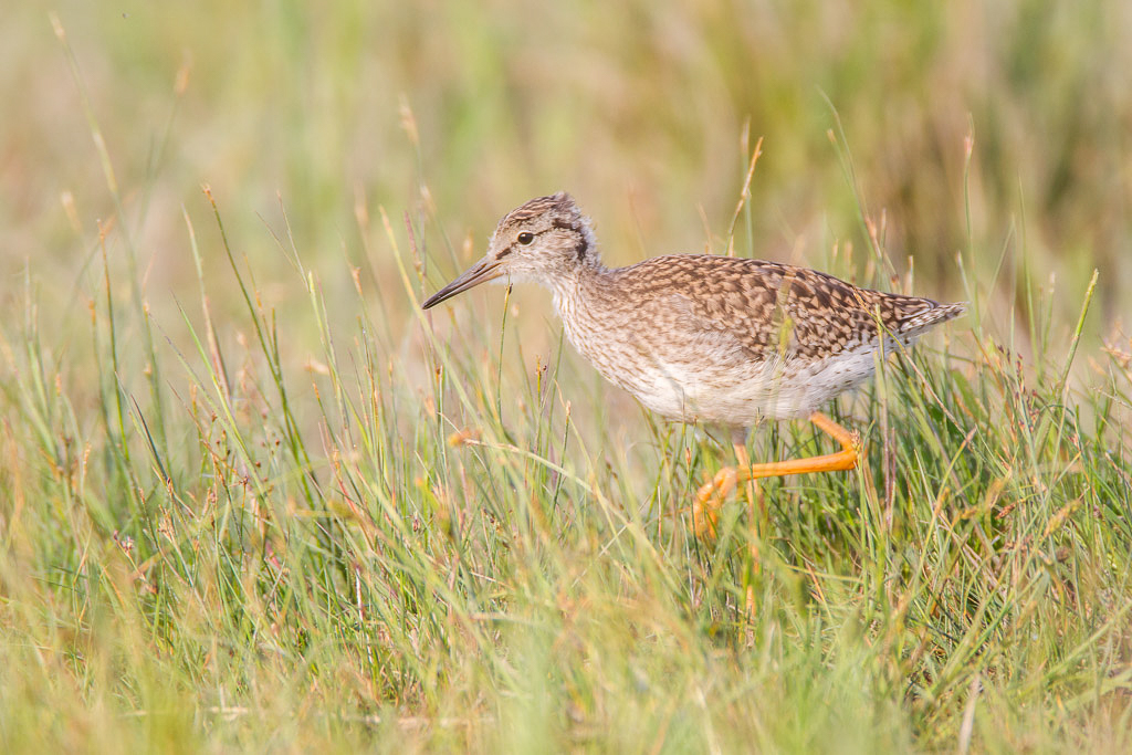 Canon EOS-1D Mark IV - EF600mm f/4L IS USM +1.4x @ 840 mm - 1/500 Sek. bei f / 5,6 - ISO 400