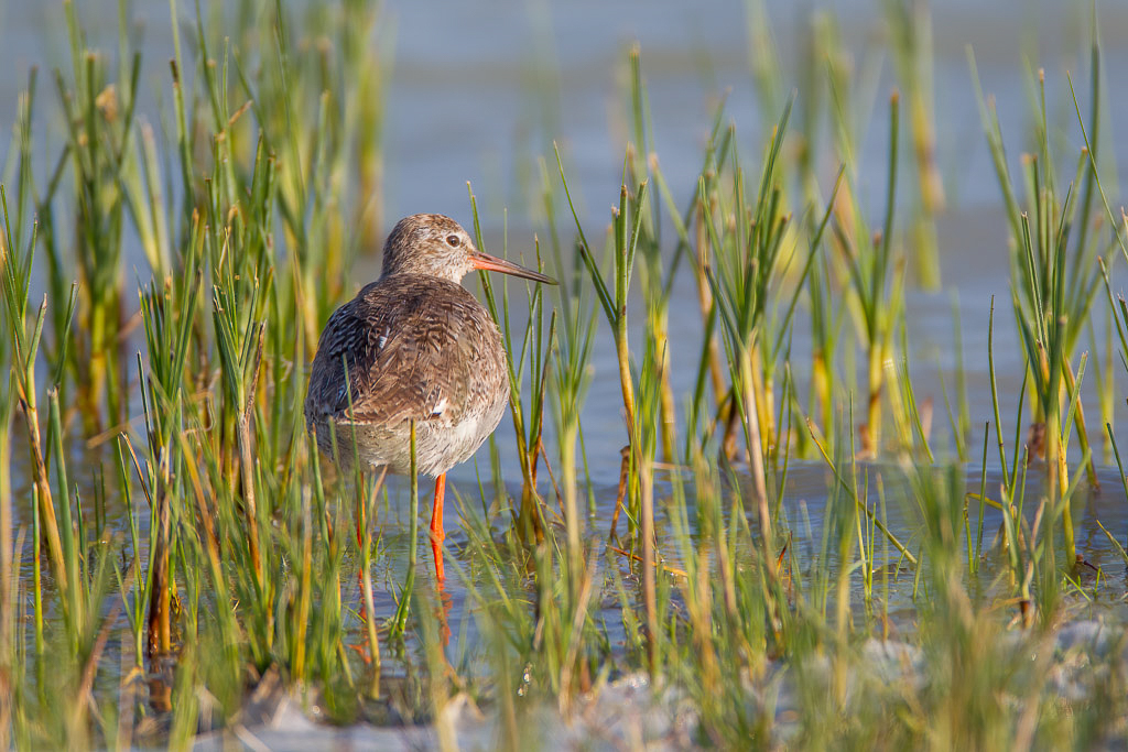 Canon EOS-1D Mark IV - EF600mm f/4L IS USM +1.4x @ 840 mm - 1/1250 Sek. bei f / 5,6 - ISO 400