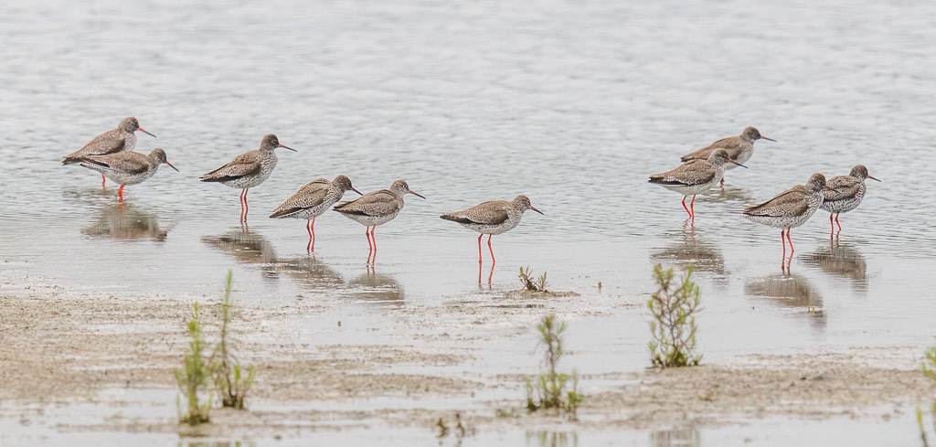 Canon EOS 70D - EF600mm f/4L IS II USM +1.4x III @ 840 mm - 1/1250 Sek. bei f / 7,1 - ISO 400