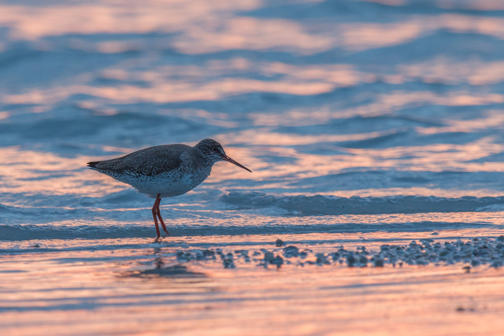 Canon EOS 70D - EF600mm f/4L IS II USM +1.4x III @ 840 mm - 1/125 Sek. bei f / 6,3 - ISO 400
