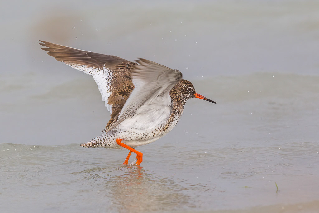 Canon EOS-1D Mark IV - EF600mm f/4L IS II USM +1.4x @ 840 mm - 1/1000 Sek. bei f / 8,0 - ISO 400