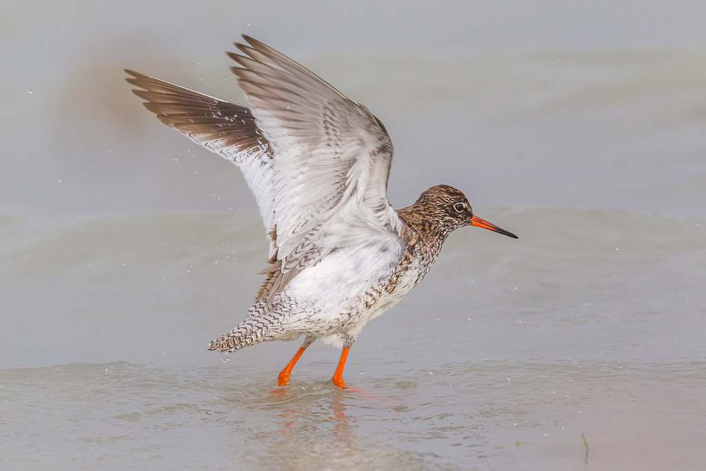 Canon EOS-1D Mark IV - EF600mm f/4L IS II USM +1.4x @ 840 mm - 1/1000 Sek. bei f / 8,0 - ISO 400